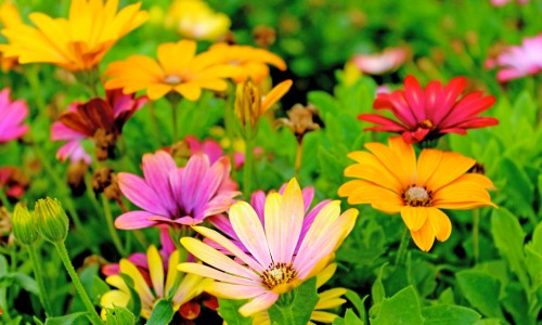 中药木香图片全图高清-查中草药木香的图片网 - 网站提供中药木香图片大全小常识、中药木香长什么样子图片