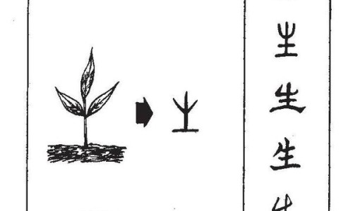 中药木香图片大全-查中草药木香的图片网 - 网站提供中药木香图片大全小常识、中药木香长什么样子图片